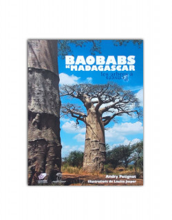 Baobab de madagascar: les arbres à l'envers