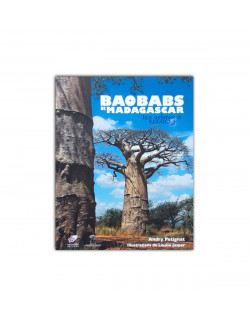 Baobab de madagascar: les arbres à l'envers